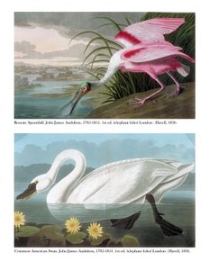 玫瑰琵鹭和普通美国天鹅，1836年 作者 约翰·詹姆斯·奥杜邦